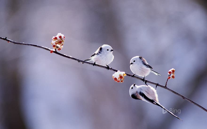 Long-tailed tits on Asiatic bittersweet, Hokkaido, Japan