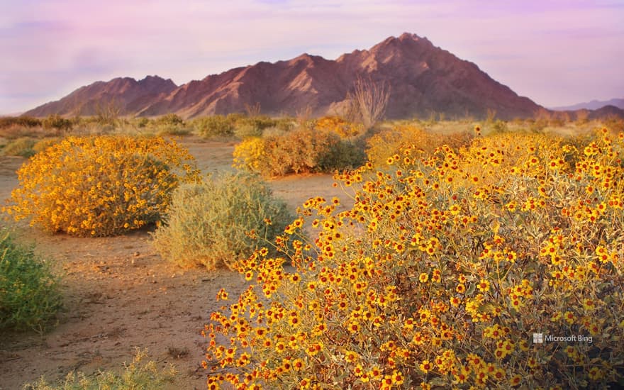 Brittlebushes blooming in springtime, Sonoran Desert, Arizona, USA