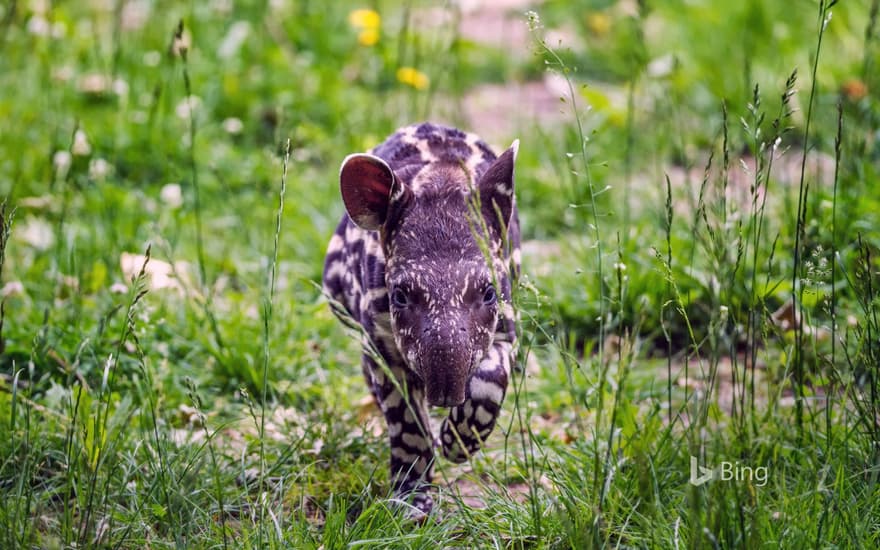 South American tapir calf trots through the grass