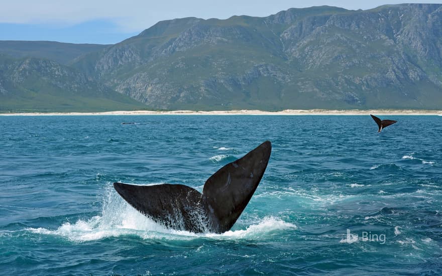 Southern right whales off the coast of South Africa