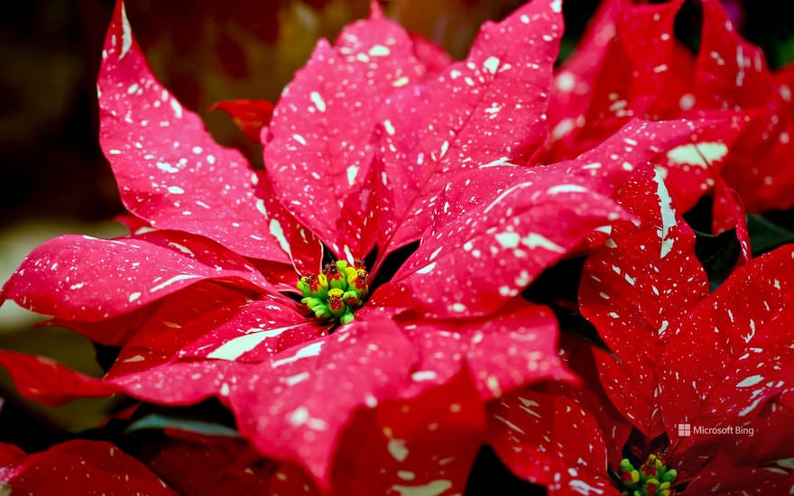 Spotted poinsettia