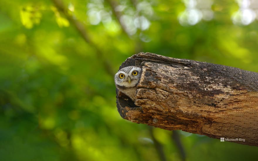 Spotted owlet, Bangkok, Thailand