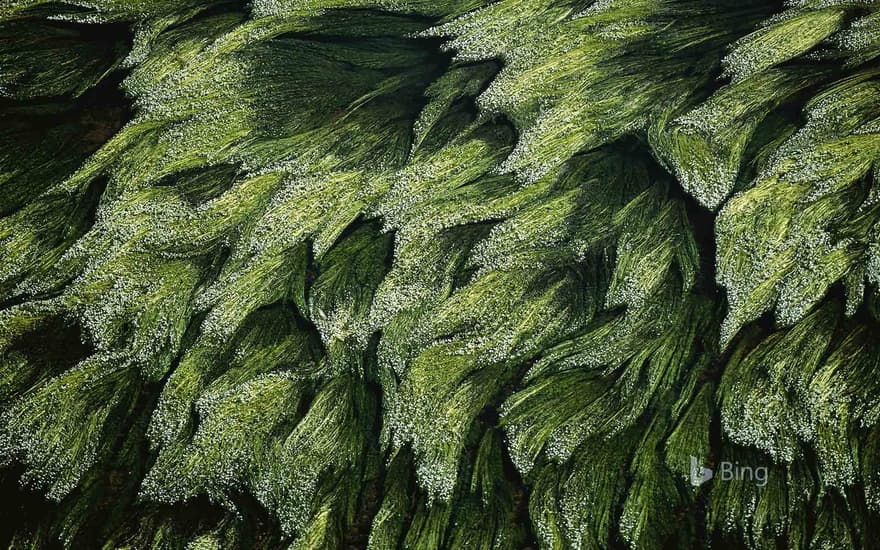 Underwater grass in the Loire River near Digoin, Saône-et-Loire, France