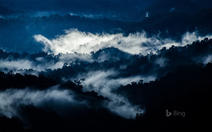 Rain forest near Valparai, Tamil Nadu, India