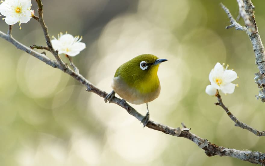 "White plum and white-eye" Tokyo