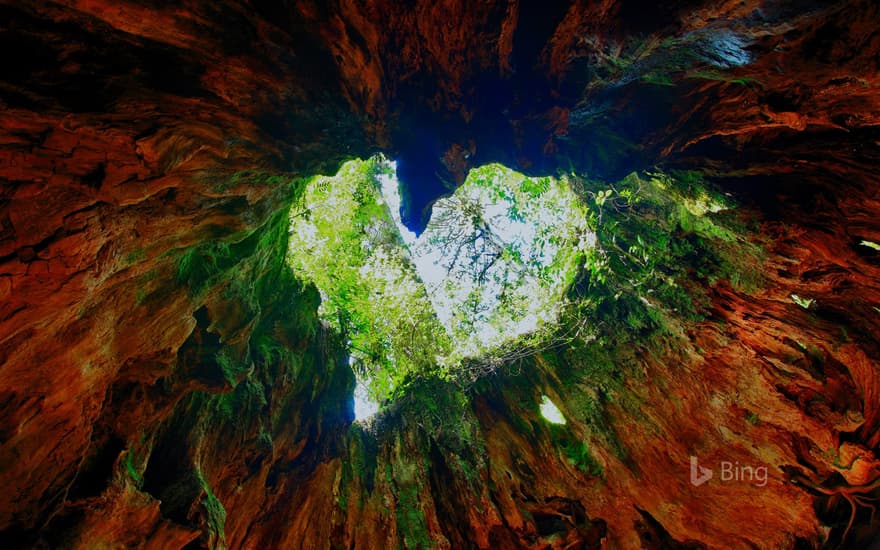 Wilson Stump on Yakushima Island, Japan