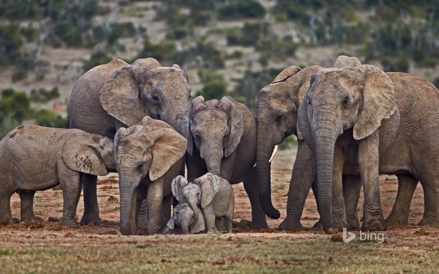 African elephants